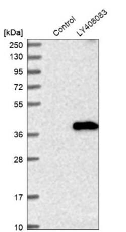 MARCH8 Antibody, Novus Biologicals:Antibodies:Primary Antibodies